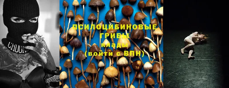 блэк спрут зеркало  Дудинка  Псилоцибиновые грибы Psilocybe  где продают  